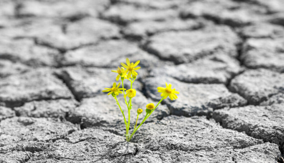 small green sprout flower growing in desert, concept of resilience of life in the harsh desert environment