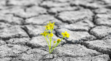 small green sprout flower growing in desert, concept of resilience of life in the harsh desert environment